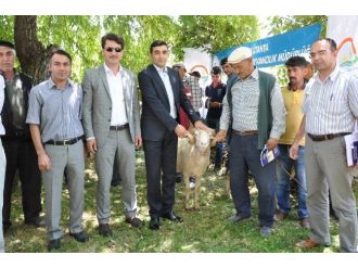 Aslanapa’da Damızlık Koç Dağıtımı