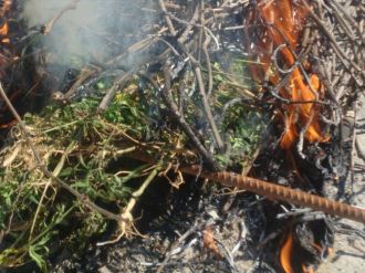 Osmaneli’de 700 Kök Hint Keneviri Ele Geçirildi