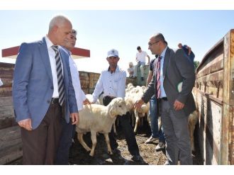 Yozgat’ta Besicilere Damızlık Koç Dağıtımı Yapıldı