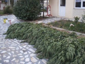 Manisa’da 5 Kilo Esrar Ele Geçirildi