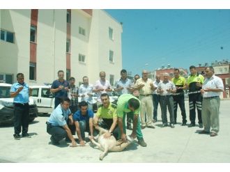 Manavgat Emniyetine 5 Yeni Araç