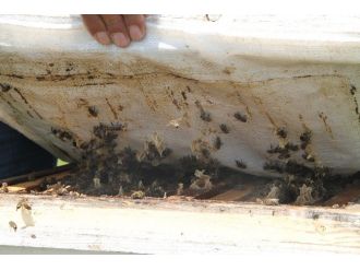 Arıcılıkta Oğul Arı’da Büyük Artış