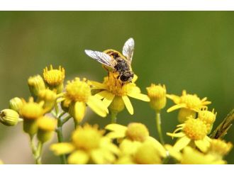 İzmir’de Arı Safari Uygulaması