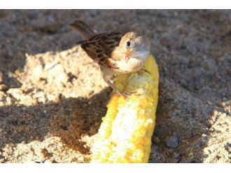 Bodrum’da Serçelerin Mısır Keyfi