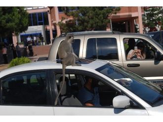 ‘Cabbar’ Şehir Turunda