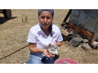 Burhaniye’de Neşe Hanım Anası Çalınan Yavruya Sahip Çıktı