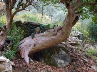 Kuşadası’ndaki 16 Ağacın Koruma Altına Alınması İsteniyor