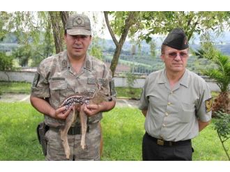 Karaca Yavrusuna Jandarma Şefkati