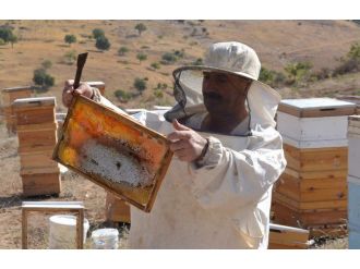 Siirt’te Bal Üretimi Yüzde 50 Arttı