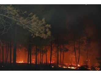 Orman Bölge Müdürü Erol: “Yangın Riski Artarak Devam Edecek”