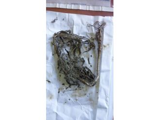 Lapseki’de Hint Keneviri Ele Geçirildi