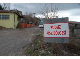 Kuduz Karantinası Sona Erdi