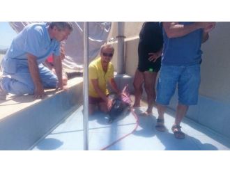 Karaya Vuran Yavru Yunus Tedavi Edilip Denize Bırakıldı