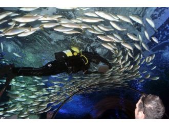 Aquavega Akvaryum’u Bayramda 10 Bin Kişi Ziyaret Etti