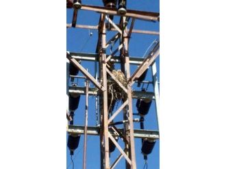 Anneleri Ölen Şahinin Yavruları Kurtarıldı