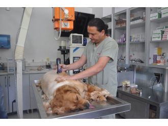 Yaz Aylarında Kedi Ve Köpek Bakımını Püf Noktaları