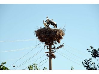 Leyleklerin Tercihi Yine Aliağa