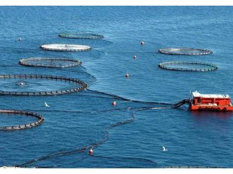 Su Ürünleri Sektörünün Geleceği Yetiştiricilikte