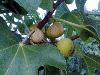 5 Yıl Sonra İncirin Sadece Adı Kalabilir