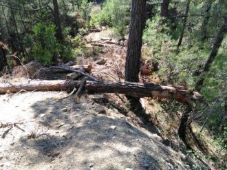 Kestiği Ağacın Altında Kaldı