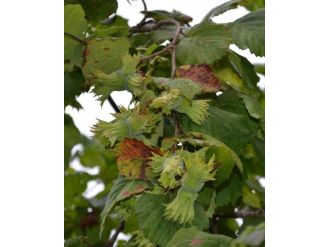 Ftg’nin 2015 Fındık Rekolte Tahmini 733 Bin Ton