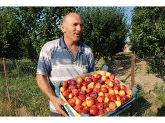 Eriğin Kilogram Fiyatı 1 Liraya Kadar Düştü