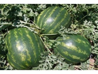 Karacabey Karpuzu Çiftçiyi Güldürmedi