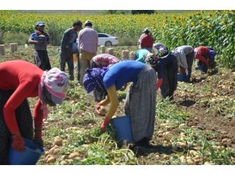 Mülteciler Patates İşçisi Oldu