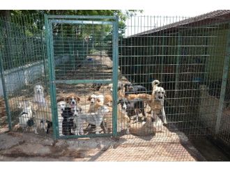 Barınakta Hayvanların Tıbbi Rehabilitasyonu Yapılıyor