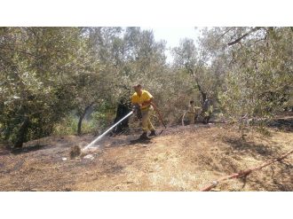 Edremit’te Zeytinlik Yangını