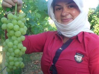 Yılın İlk Üzüm Hasadı Yapıldı