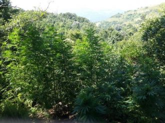 Kenevir Tarlasında Jandarma Baskını