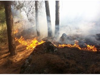 Siirt’te Orman Yangını
