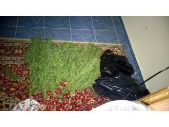 Jandarmadan 1 Milyon Tl’lik Kenevir Operasyonu