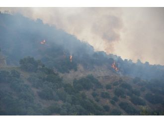 Aydın’da Orman Yangını