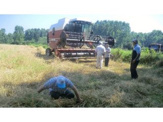 Buğday Hasadı Kontrolleri Yapılıyor