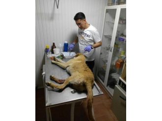 Çarptığı Köpek İçin Veteriner Çağırdı