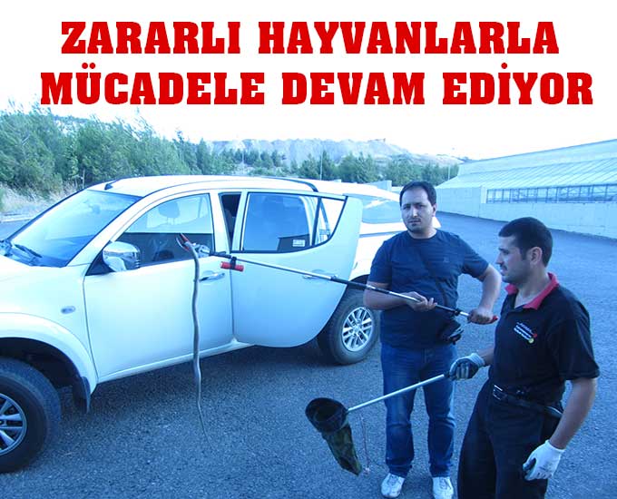 Zararlılarla Mücadele Devam Ediyor
