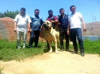Sarıgöl’de ’Çoban Köpekleri Irk Güzellik Yarışması’ Düzenleniyor