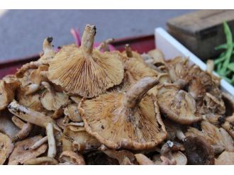 Orman Mantarına İlgi Yoğun