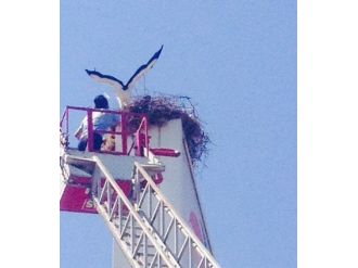 Sarayköy’de Yavru Leylek Operasyonu