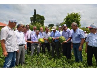 Bafra’da Karpuz Hasadı Etkinliği