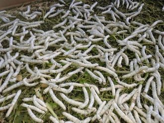 Yakakent’te İpek Böceği Yetiştiriciliği Başladı