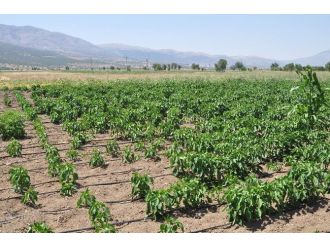 Denizli’de Ekili Tarlalarda Fare İstilası