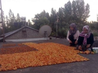 Adilcevaz’da Kayısı Kurutma Dönemi