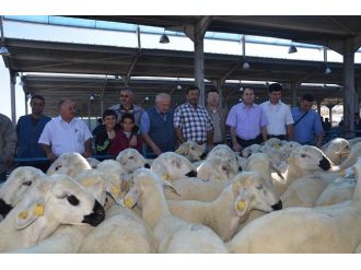 Koçlar Hak Sahibi Çiftçilere Dağıtıldı