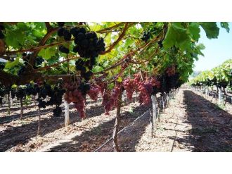 Sarıgöl’de Erken Üzüm Hasadı Üreticiyi Sevindirdi