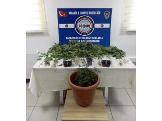 Karabük’te 21 Kök Hint Keneviri Ele Geçirildi