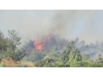 Hatay’da Orman Yangını