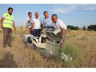 Sağlıklarına Kavuşan Yavru Kuşlar Doğaya Bırakıldı